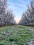 Frosty Morning  Springtime Orchards Landscape in Modesto a California
