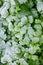 Frosty morning, white ice crystals on green Creeping Buttercup weeds, as a nature background