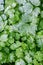 Frosty morning, white ice crystals on green Creeping Buttercup weeds, as a nature background