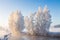 Frosty nature landscape at sunny winter morning. Sun illuminates snowy trees on river bank.