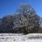 A frosty oak in snowfall against blue sky background