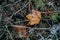 Frosty orange leaf on forest floor in autumn