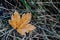 Frosty orange leaf on forest floor in autumn