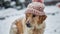 Frosty Paws, A Whimsical Canine Fashionista Flaunts a Pink Knitted Hat Amidst the Glistening Snowscape
