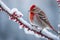 Frosty Perch: Redpoll on Frost-Covered Branch with Fluffed Feathers