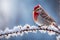 Frosty Perch: Redpoll on Frost-Covered Branch with Fluffed Feathers