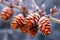 frosty pine cones on a snow-covered branch