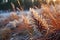 frosty pine needles on a cold winter morning