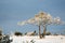 Frosty pine tree in a winter landscape