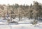 Frosty pine trees in marsh early in the morning