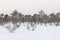 Frosty pine trees in marsh early in the morning