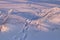 Frosty plants and hare tracks in wintery field during pink sunrise. Estonian nature.