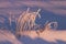 Frosty plants in wintery field during pink sunrise. Estonian nature.