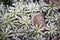 Frosty Polytrichnum moss in Scottish forest.
