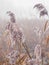 Frosty reed in winter