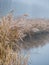 Frosty reed in winter