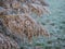 Frosty reed in winter