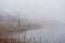 Frosty reeds on the bay of a lake on a foggy day