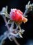 A frosty rose bud