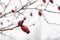 Frosty rose hips closeup