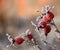 Frosty rose hips in sunlight