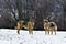 The Frosty sheepfold dogs in snow.