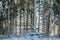 Frosty spruce trees.Snow covered Fir Tree Forest during sunny day. Nature winter landscape. Carpathian national park, Ukraine