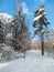 Frosty sunny winter day in the snowy countryside. Trees, weared in festive snow dresses.