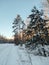 Frosty sunny winter day in the snowy countryside. Young pine trees under abundant snow covering.