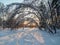 Frosty sunny winter evening in the snowy countryside. Thin trunks of young trees are bended under abundant snow covering.