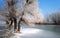 Frosty tree and backwater