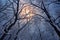 frosty tree branches against moonlit winter sky