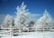 Frosty Trees and Scenic Snowfall - Ranch Fence