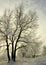 Frosty Trees In Winter