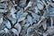 Frosty walnut leaves. Late fall background