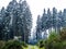 Frosty weather in German tall spruce forest