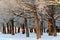 Frosty willow trees in a public park