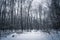 Frosty winter forest in cold tones