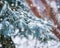 Frosty winter landscape in snowy forest. Pine branches covered with snow in cold winter weather. Christmas background with fir