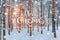 Frosty winter landscape in snowy forest. Xmas background with fir trees and blurred background of winter with text Merry Christmas