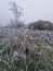 Frosty winter wildflowers in nature