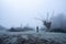 A frosty winters day with a man looking up at an old tree, silhouetted against a misty sky. Castlemorton Common, Worcestershire,