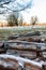 Frosty woods in Richmond Park