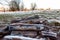 Frosty woods in Richmond Park