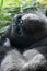 Frowning Silverback Gorilla Making Upside Down