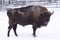 Frozen american bison