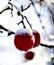 frozen apples in an apple orchard on cold sunny december morinig