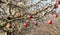 Frozen apples in an apple orchard on early sunny december morinig