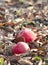 Frozen apples in an apple orchard on early sunny december morinig