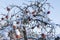 Frozen apples on the tree. Apples covered with snow. Unharvested fruit on a tree in winter